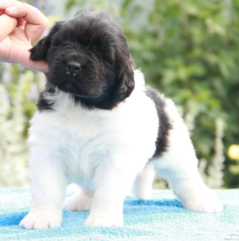 Фото: ньюфаундленд Akvian Song Montana (Аквиан Сонг Монтана)