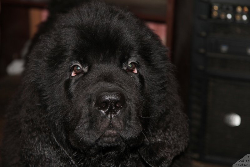 Фото: ньюфаундленд Chernaya Mafia Much Sought (Черная Мафия Муч Соугхт)