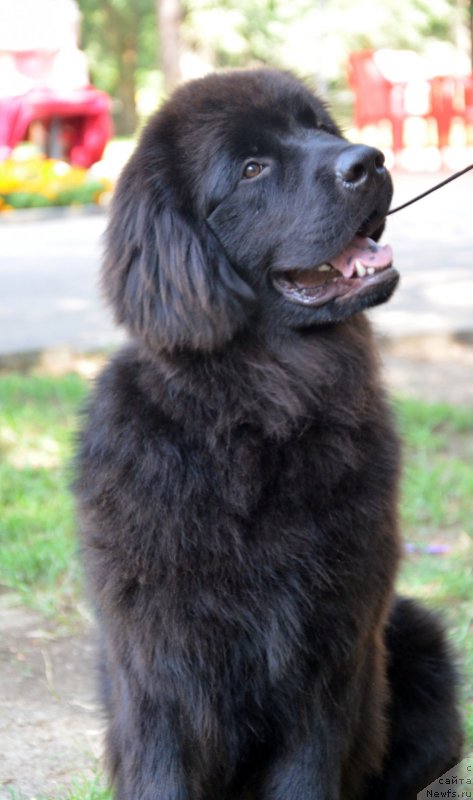 Фотография № 132562