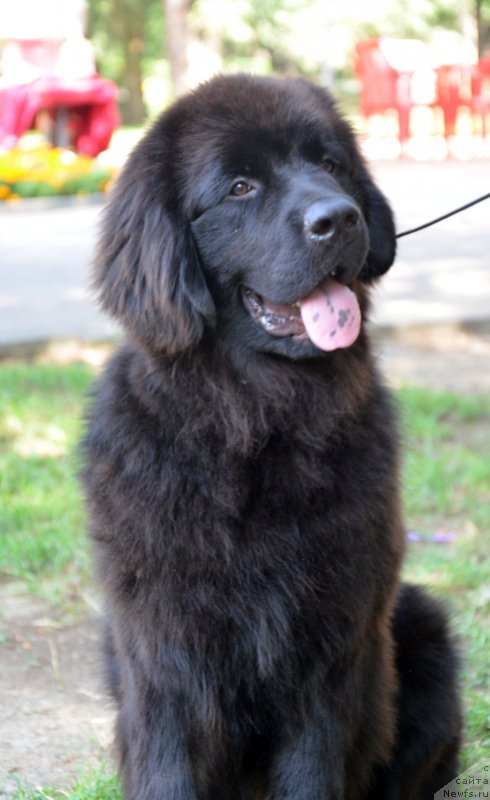 Фотография № 132563