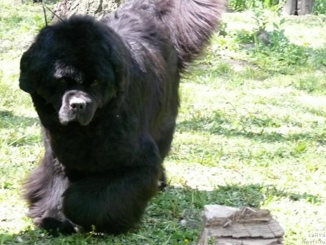 Фото: ньюфаундленд Dodger ot Sibirskogo Medvedja (Доджер от Сибирского Медведя)