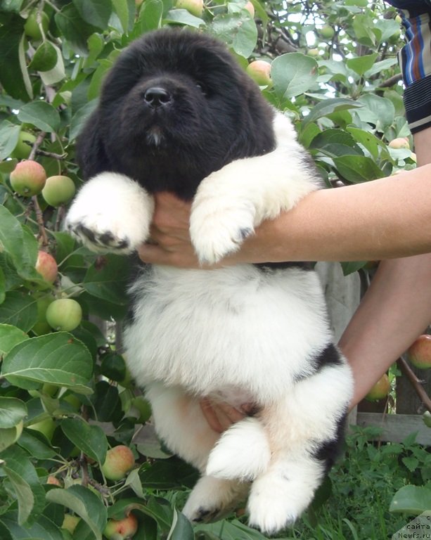 Фотография № 132583