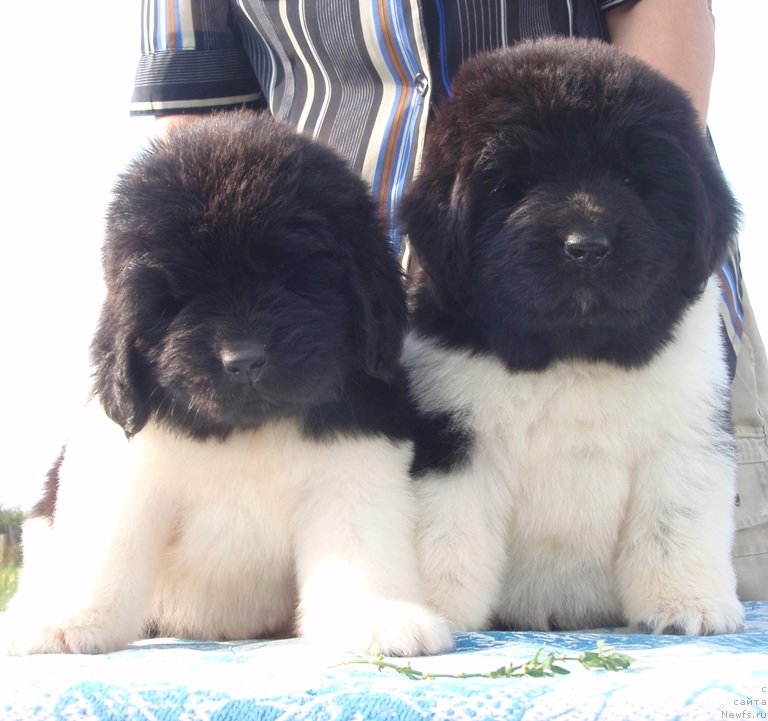 Фотография № 132595