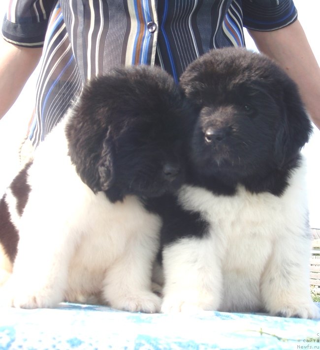 Фотография № 132596