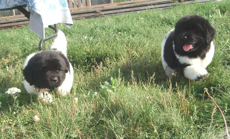 Фото: дети, ньюфаундленд N'yufort Magiya Lyubvi (Ньюфорт Магия Любви)