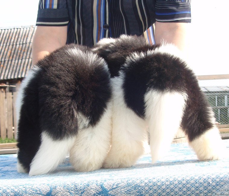 Фото: дети, ньюфаундленд N'yufort Magiya Lyubvi (Ньюфорт Магия Любви)