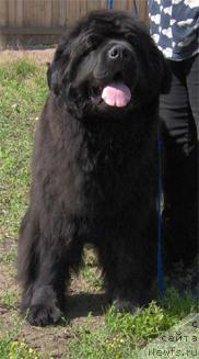 Фото: ньюфаундленд Greyzi (Грейзи)