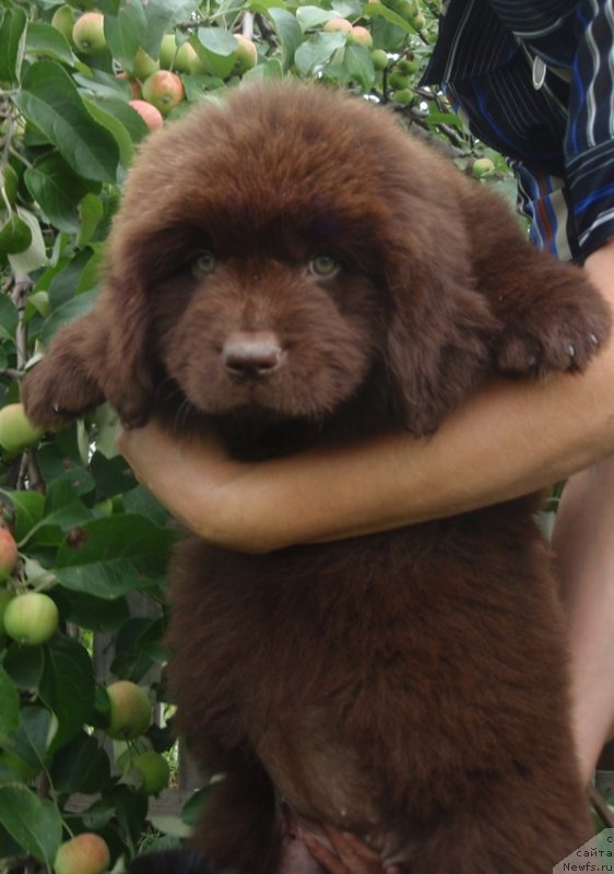 Фотография № 132602