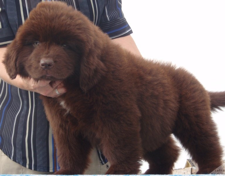 Фото: ньюфаундленд Kiper Soul Perfekt Viktori (Кипер Соул Перфект Виктори)