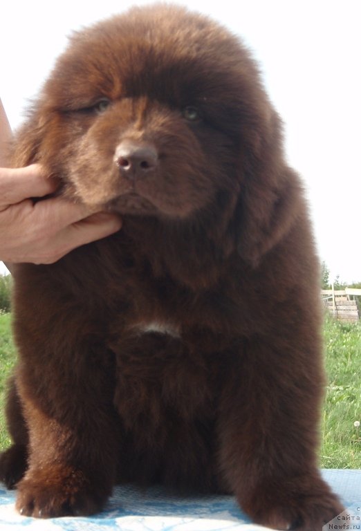 Фото: ньюфаундленд Kiper Soul Perfekt Viktori (Кипер Соул Перфект Виктори)