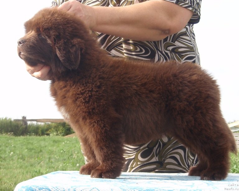 Фотография № 132605