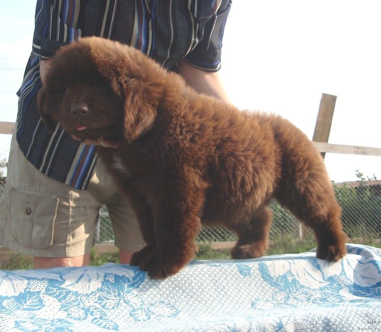 Фото: ньюфаундленд Kiper Soul Perfekt Viktori (Кипер Соул Перфект Виктори)