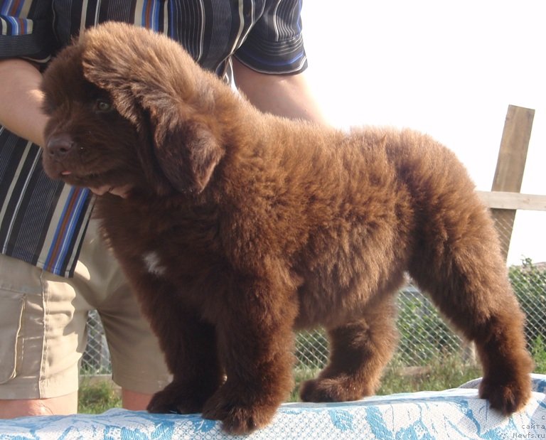 Фотография № 132608