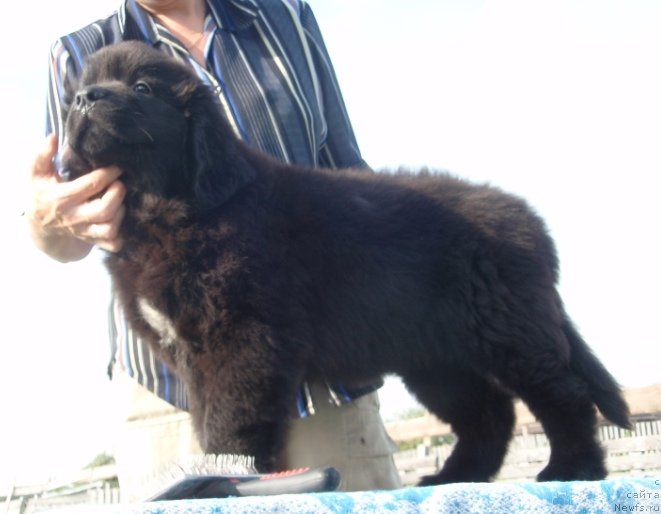 Фото: дочь, ньюфаундленд Vesnushka na Shastie (Веснушка на Счастье)