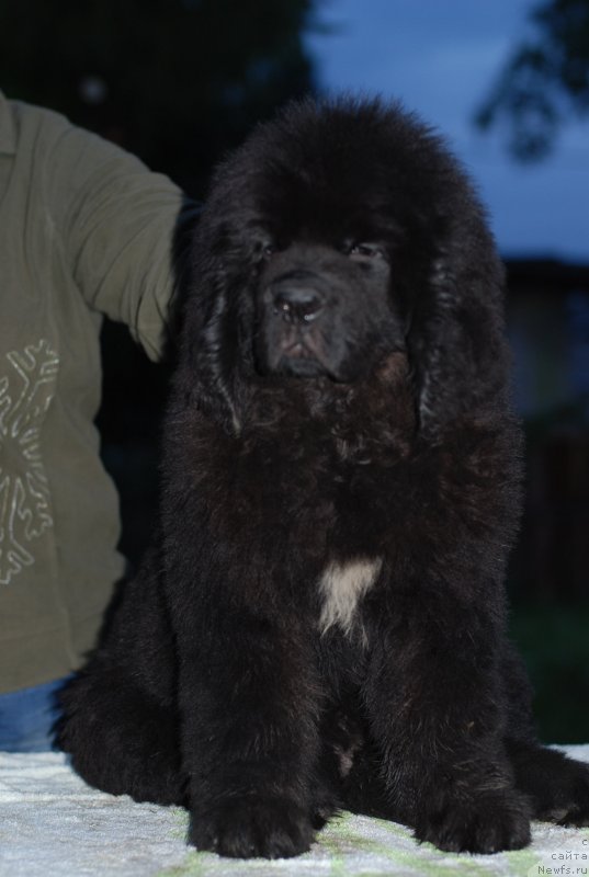 Фото: ньюфаундленд Mississippi-Missouri Such a Great Boy