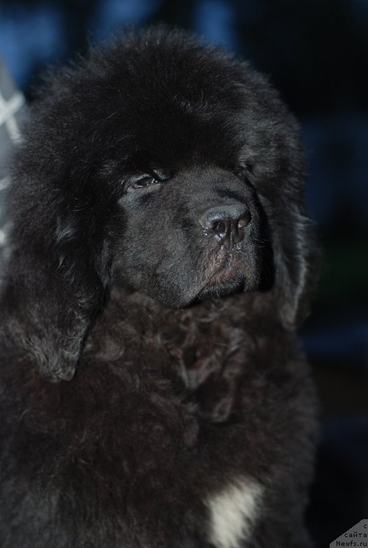 Фото: ньюфаундленд Mississippi-Missouri Such a Great Boy