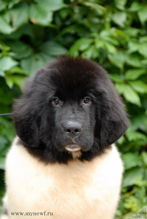 Фото: ньюфаундленд Kloofbears Life Goes on at Sent Djons