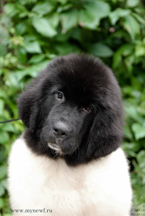 Фотография № 132628