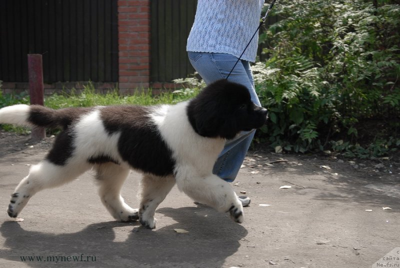 Фотография № 132631