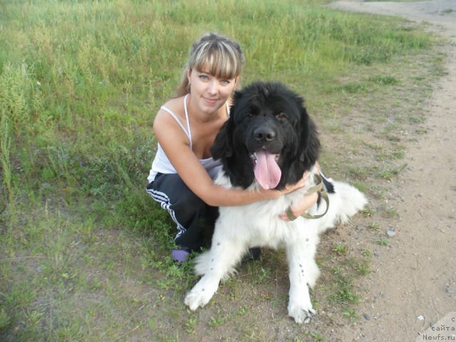 Фото: ньюфаундленд Sasha Gabriyel' Torres (Саша Габриэль Торрес)