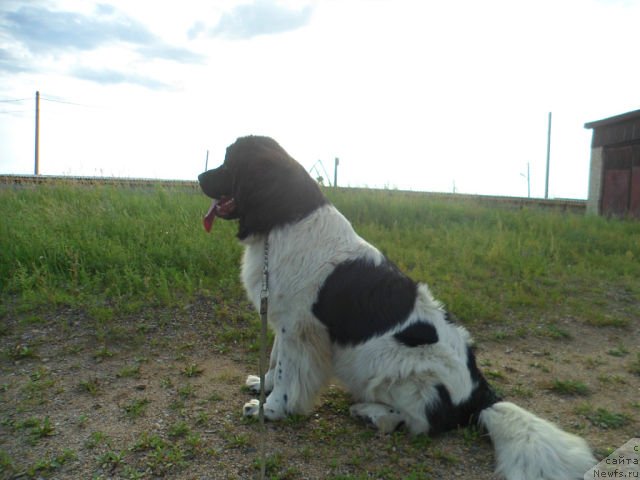 Фото: ньюфаундленд Sasha Gabriyel' Torres (Саша Габриэль Торрес)