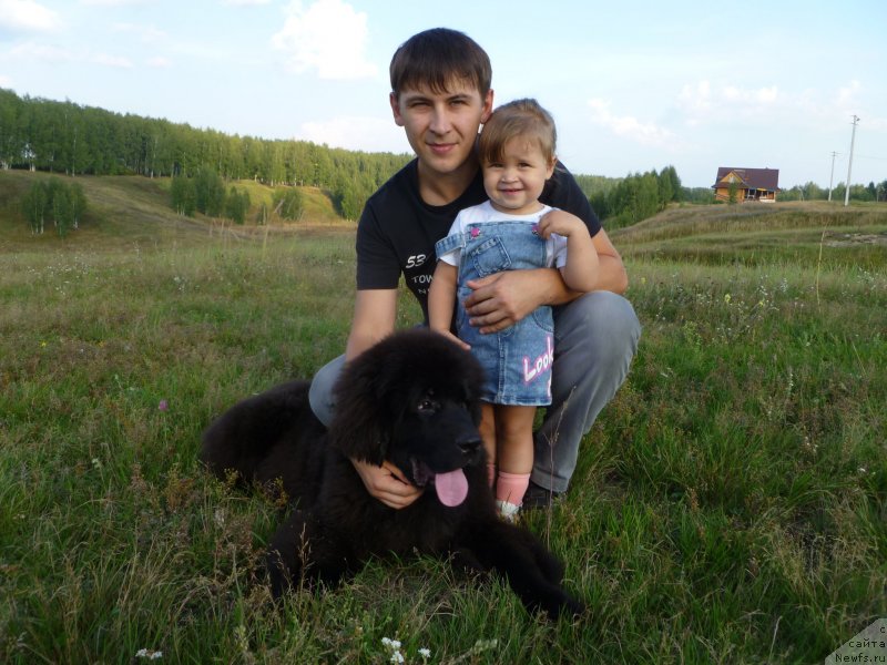 Фото: ньюфаундленд Chernaya Mafia Zesty Betty (Черная Мафия Зесту Бетту)