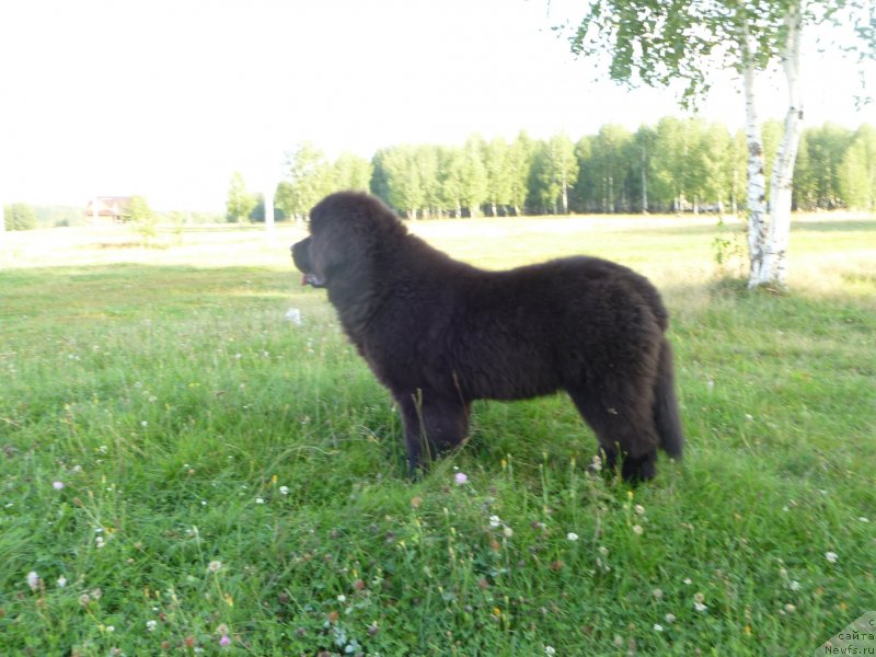 Фото: ньюфаундленд Chernaya Mafia Zesty Betty (Черная Мафия Зесту Бетту)