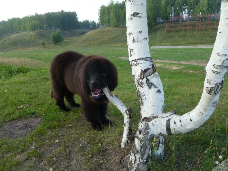 Фото: ньюфаундленд Chernaya Mafia Zesty Betty (Черная Мафия Зесту Бетту)