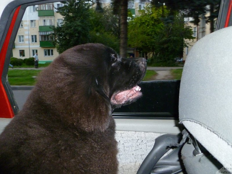 Фото: ньюфаундленд Chernaya Mafia Zesty Betty (Черная Мафия Зесту Бетту)