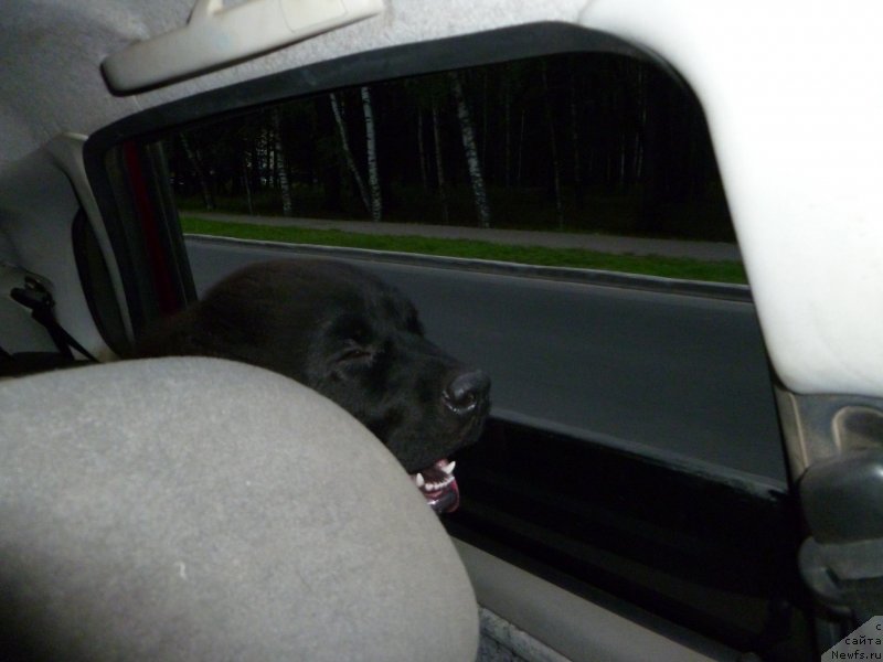 Фото: ньюфаундленд Chernaya Mafia Zesty Betty (Черная Мафия Зесту Бетту)