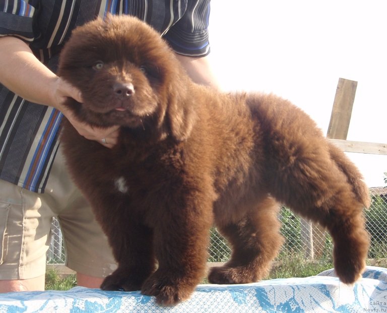 Фото: ньюфаундленд Kiper Soul Perfekt Viktori (Кипер Соул Перфект Виктори)