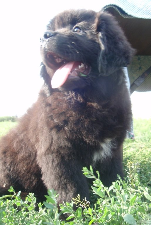 Фото: дочь, ньюфаундленд Vesnushka na Shastie (Веснушка на Счастье)