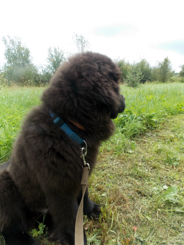 Фото: ньюфаундленд Lemyuyel' Derien (Лемюэль Дериен)