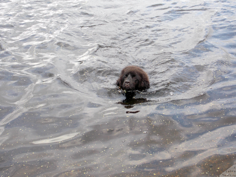 Фото: ньюфаундленд Lemyuyel' Derien (Лемюэль Дериен)