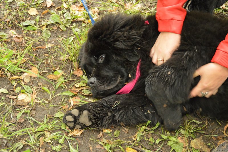 Фото: ньюфаундленд Belkonder-Klab Kassiy Dion (Белкондер-Клаб Кассий Дион)