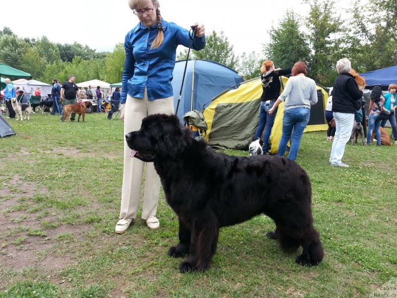 Фото: ньюфаундленд Severtan Cerera (Севертан Церера)