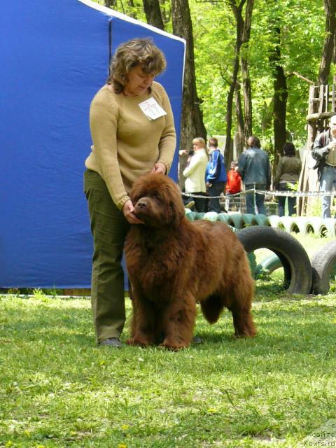 Фото: ньюфаундленд Joka Ona s Berega Dona (Ёка Она с Берега Дона)