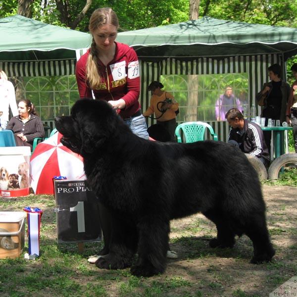 Фото: ньюфаундленд Jduschiy Solnca s Berega Dona (Ждущий Солнца с Берега Дона)