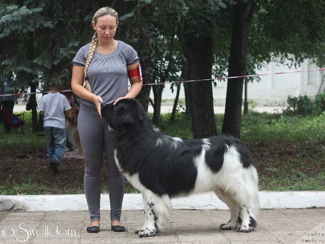 Фото: ньюфаундленд Plushevaya Panda Ferrero Rond Noir (Плюшевая Панда Ферреро Ронд Нуар), YElina YUnusova (Элина Юнусова)