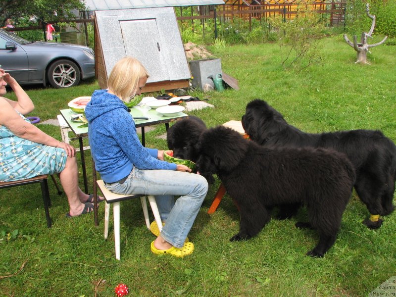 Фото: ньюфаундленд Beguschaya po Volnam Esperanto Etulo CHui (Бегущая по Волнам Есперанто Етуло Чуи), ньюфаундленд Beguschaya po Volnam Elvis (Бегущая по Волнам Елвис), ньюфаундленд Beguschaya po Volnam Hand Made (Бегущая по Волнам Ханд Маде)