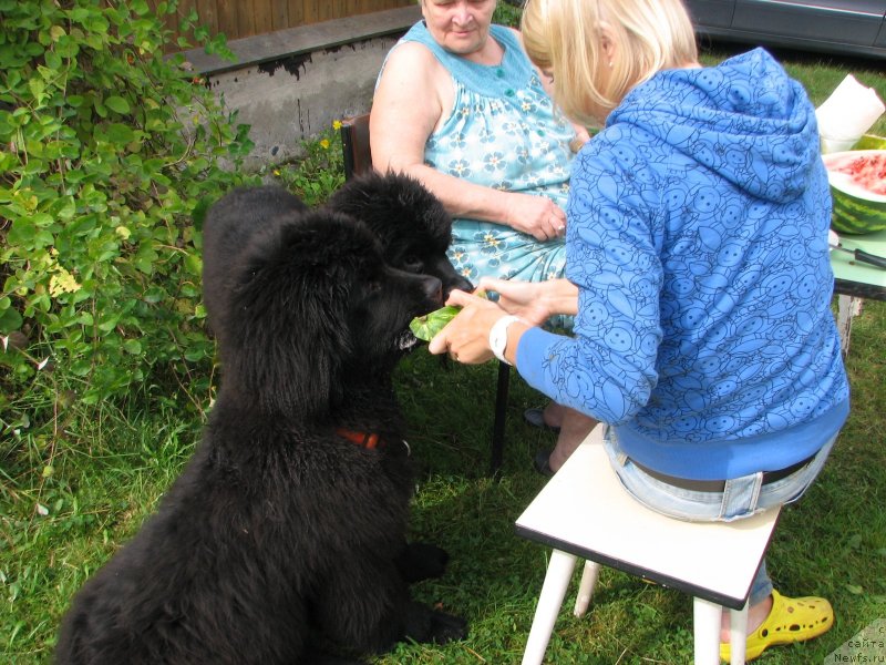 Фото: ньюфаундленд Beguschaya po Volnam Elvis (Бегущая по Волнам Елвис), ньюфаундленд Beguschaya po Volnam Esperanto Etulo CHui (Бегущая по Волнам Есперанто Етуло Чуи)