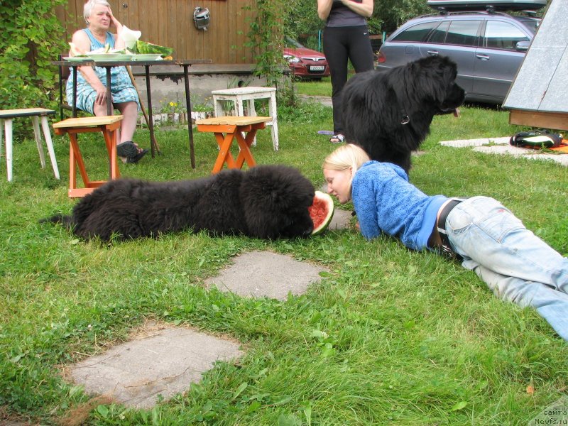 Фото: ньюфаундленд Beguschaya po Volnam Elvis (Бегущая по Волнам Елвис)