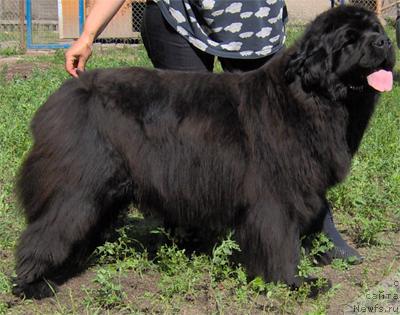 Фото: ньюфаундленд Greyzi (Грейзи)