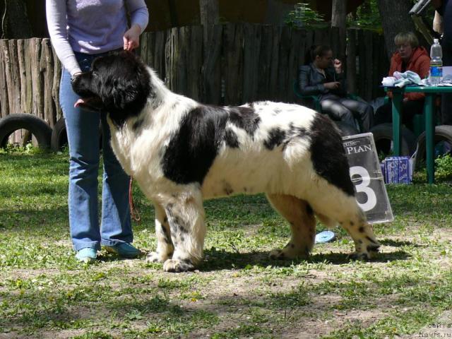 Фото: ньюфаундленд Plushevaya Panda Deniza Dlja  Berega Dona (Плюшевая Панда Дениза для Берега Дона)