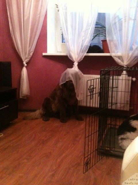 Фото: ньюфаундленд Van Len Taym Jenev'eva (Ван Лен Тайм Женевьева)