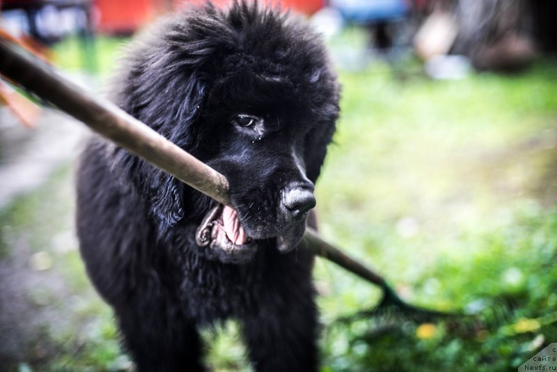 Фотография № 132731