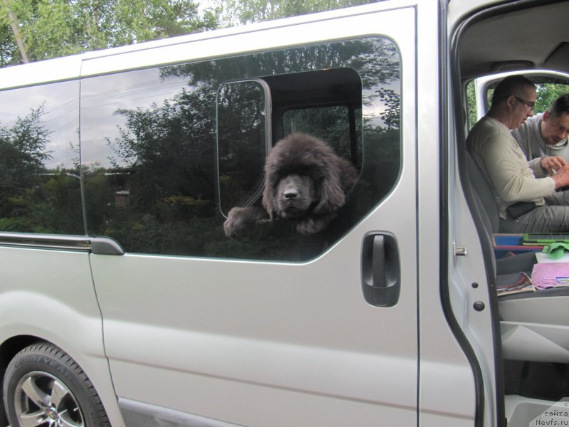 Фото: ньюфаундленд Chernaya Mafia Matter of Time (Черная Мафия Маттер оф Тиме)