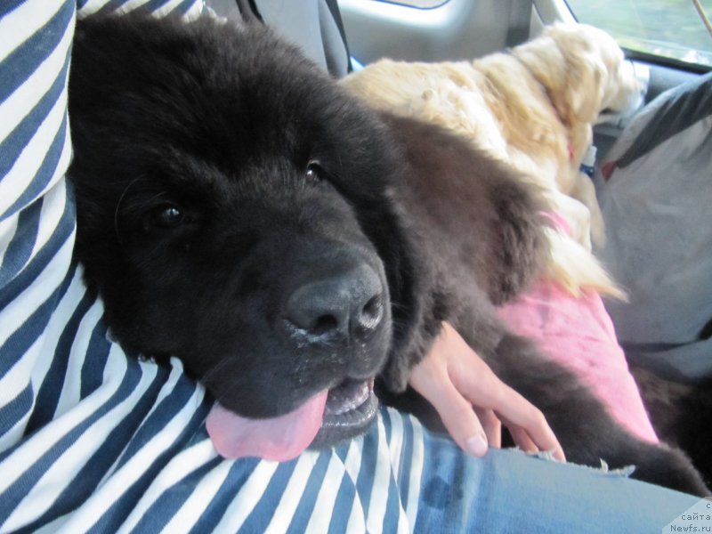 Фотография № 132735