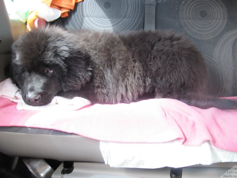 Фотография № 132737