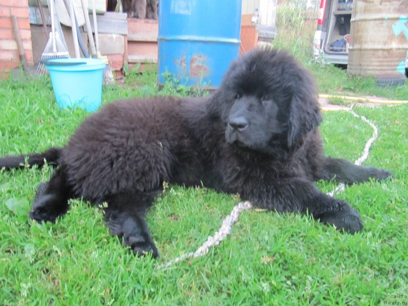 Фото: ньюфаундленд Chernaya Mafia Matter of Time (Черная Мафия Маттер оф Тиме)